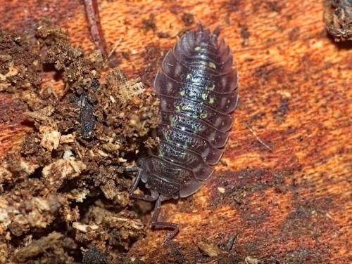 Réf. 326 402 : Oniscus asellus